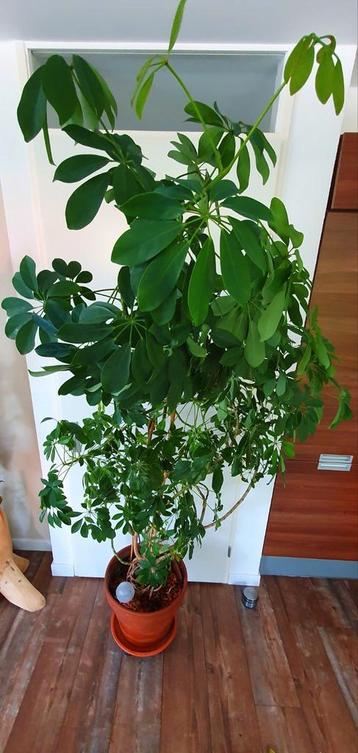 Grote Schefflera (Vingerboom) met Terracotta Pot - 220cm beschikbaar voor biedingen
