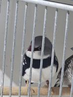Diamantvink man te koop, Dieren en Toebehoren, Mannelijk