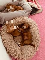 Australian labradoodles pups, Dieren en Toebehoren, CDV (hondenziekte), 8 tot 15 weken, Meerdere, Meerdere dieren