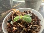 Argostemma sp Stripe, Ophalen of Verzenden, Overige soorten, Minder dan 100 cm