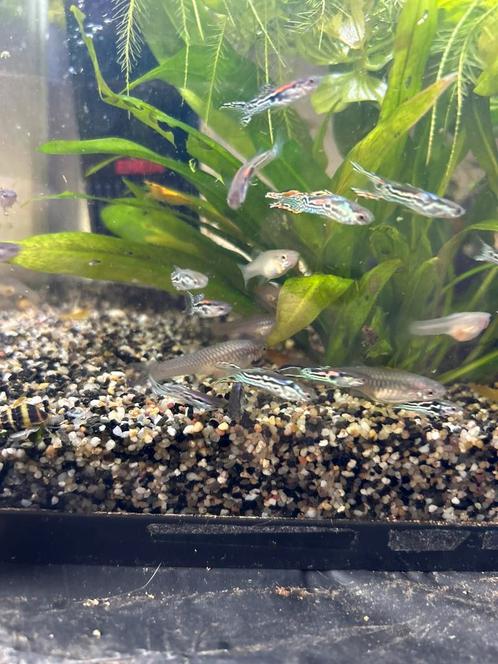 Snake skin endler guppen, Dieren en Toebehoren, Vissen | Aquariumvissen, Vis