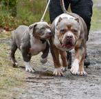 American bully XL, Dieren en Toebehoren, Honden | Dekreuen, Particulier, Rabiës (hondsdolheid), 3 tot 5 jaar, Reu