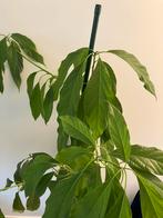 Gezonde avocado planten voor binnen, Groene kamerplant, Ophalen, Halfschaduw, 100 tot 150 cm