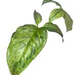 Syngoniu Mottled Mojito stekje – mooie groote bladderen, Huis en Inrichting, Kamerplanten, Ophalen of Verzenden, Halfschaduw, Minder dan 100 cm