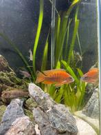 Aulonocara german red malawi cichlide, Dieren en Toebehoren, Vissen | Aquariumvissen, Vis, Zoetwatervis