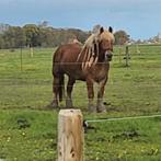 Belgisch trekpaard, Dieren en Toebehoren, Paarden, Merrie, 3 tot 6 jaar, Gechipt, 160 tot 165 cm