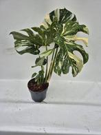 Monstera Thai Constellation - Zeldzame Kamerplant, Overige soorten, In pot, Minder dan 100 cm, Groene kamerplant