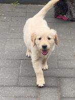 Zeer mooie golden retriever pup teefje, Dieren en Toebehoren, Honden | Retrievers, Spaniëls en Waterhonden, Golden retriever, 8 tot 15 weken