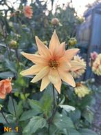 Diverse dahlia knollen (bloem), Tuin en Terras, Bloembollen en Zaden, Ophalen of Verzenden, Voorjaar, Volle zon, Knol