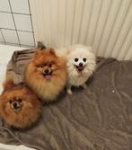 Pomeriaan, Keeshond, Parvo, Meerdere, Meerdere dieren