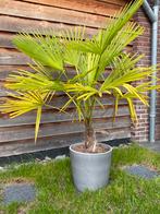 Grote Chinese waaierpalm inclusief pot, Overige soorten, 100 tot 250 cm, Zomer, Ophalen