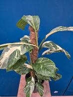 Monstera Lechleneriana Variegata p17 (4)