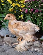Drie prachtige gladde Brahma groothoender kuikens te koop!, Dieren en Toebehoren, Pluimvee, Geslacht onbekend, Kip