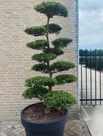 Ilex crenata blondi bonsai, Tuin en Terras, Bloeit niet, 100 tot 250 cm, Volle zon, In pot