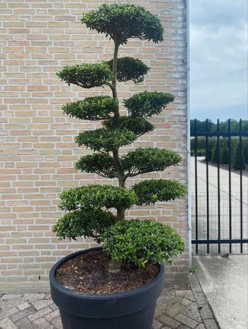 Ilex crenata blondi bonsai  beschikbaar voor biedingen
