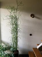 Potloodplant/vetplant(Euphorbia Tirucalli) ca.225cm incl pot, Huis en Inrichting, Ophalen, Vetplant, 200 cm of meer, Halfschaduw