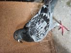 Duivin, Dieren en Toebehoren, Vrouwelijk, Kropper