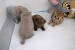 Zeer unieke britse korthaar kittens, Dieren en Toebehoren, Katten en Kittens | Raskatten | Korthaar, Meerdere dieren, Gechipt