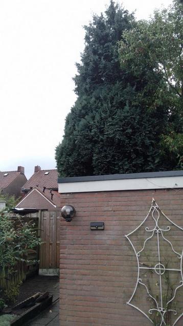 gratis boom voor brandhout beschikbaar voor biedingen