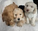 Labradoodle puppy's, nog 4 beschikbaar!, Overige rassen, 8 tot 15 weken, Parvo, Meerdere