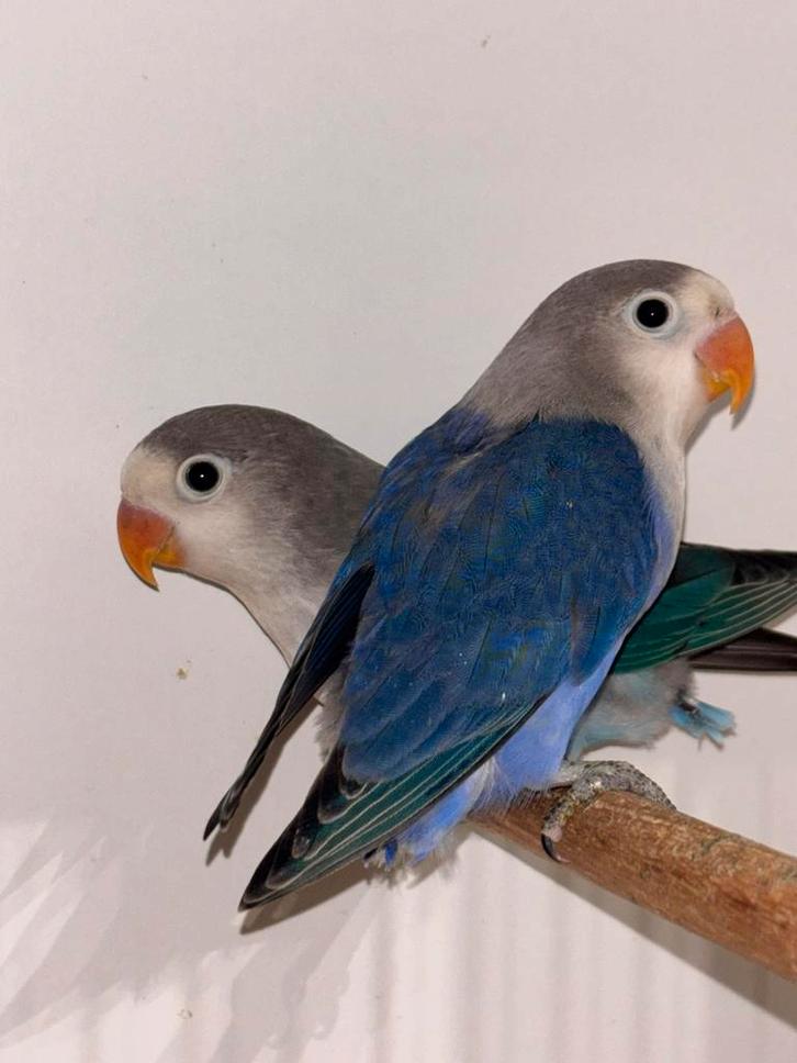 Mooie baby Agapornis Fischerie, Dieren en Toebehoren, Vogels | Parkieten en Papegaaien, Dwergpapegaai of Agapornis, Meerdere dieren