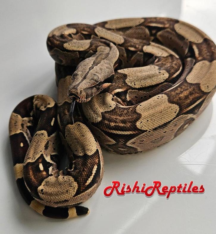 North brazilian boa constrictor constrictor, Dieren en Toebehoren, Reptielen en Amfibieën, Slang, 0 tot 2 jaar