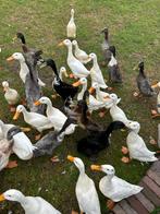 Loopeenden te koop, Dieren en Toebehoren, Pluimvee, Meerdere dieren, Eend