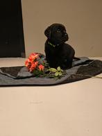 Boulab pups moeder labrador vader berner sennen, Dieren en Toebehoren, 8 tot 15 weken, Labrador retriever, Meerdere, Meerdere dieren