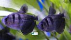 Zwarte Tetra, Dieren en Toebehoren, Vissen | Aquariumvissen, Vis, Zoetwatervis, Schoolvis
