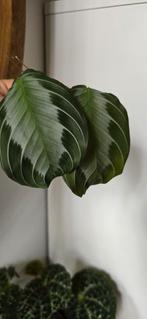 Maranta silver band stekje, Ophalen of Verzenden, Overige soorten, Minder dan 100 cm