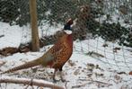 Bosfazanten | Deskundig advies | Prachtige dieren, Meerdere dieren, Overige soorten