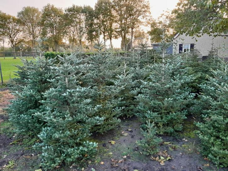kerstbomen te koop, Diversen, Kerst, Ophalen