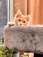 Maine coon xxl kitten katertje red smoke, Kater, Gechipt, 0 tot 2 jaar