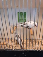 Bewezen kweekkoppel bonte diamantduifjes, Dieren en Toebehoren, Meerdere dieren, Overige soorten