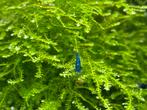 Blue Neocaridina / Blue Dream Garnaal, Kreeft, Krab of Garnaal