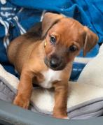 Nog 1 prachtige pup,  kruising Jack Russell/Dwergpinscher, Dieren en Toebehoren, Honden | Niet-rashonden, Reu, CDV (hondenziekte)