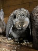 Franse hangoor rammetjes, Dieren en Toebehoren, Konijnen, Mannelijk, Groot, Hangoor, 0 tot 2 jaar