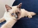 Lieve prachtige Ragdoll Poesjes (kitten), Dieren en Toebehoren, Katten en Kittens | Raskatten | Langhaar, Poes, Ontwormd, 0 tot 2 jaar