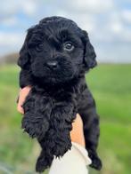 Geweldige maltipoo pups REUTJE, Overige rassen, CDV (hondenziekte), 8 tot 15 weken, Meerdere