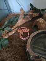 Rattenslang inclusief compleet terrarium, Dieren en Toebehoren, Slang