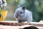 Prachtige raszuivere Teddydwergen te koop, Dieren en Toebehoren, Konijnen, Meerdere dieren, Dwerg