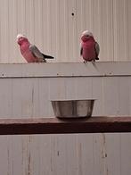 Rosé kakatoe,s, Dieren en Toebehoren, Vogels | Parkieten en Papegaaien, Meerdere dieren, Papegaai