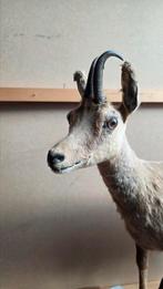 Verzameling opgezette dieren, Ophalen