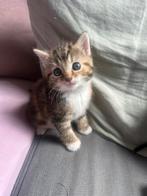 Kittens 2 poesjes! Maincoon, Dieren en Toebehoren, Meerdere dieren