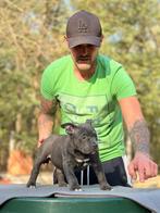 American Bully pocket pups, Dieren en Toebehoren, Fokker | Hobbymatig, Rabiës (hondsdolheid), Overige rassen, 8 tot 15 weken