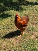 Welsumer haantje, Dieren en Toebehoren, Pluimvee, Mannelijk, Kip