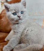 Prachtige Britse korthaar kittens (nog een poesje), Dieren en Toebehoren, Ontwormd, Meerdere dieren