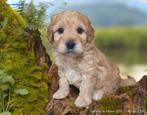 maltipoo en andere langharige pups bij geregistreerde kennel, Parvo, Nederland, Overige rassen, 8 tot 15 weken