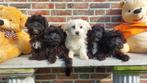 maltipoo pups ( maltezer x poedel ), Dieren en Toebehoren, Meerdere, Maltezer, 8 tot 15 weken, Meerdere dieren