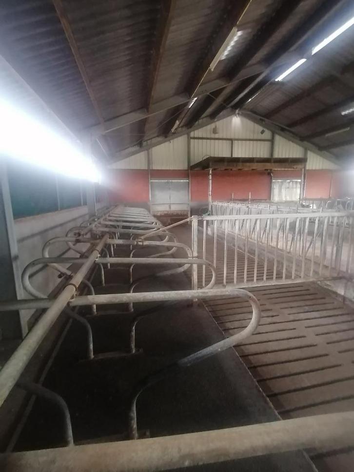 voerhek ligboxen jongvee -  staltinrichting, Dieren en Toebehoren, Overige Dieren-accessoires, Gebruikt, Ophalen